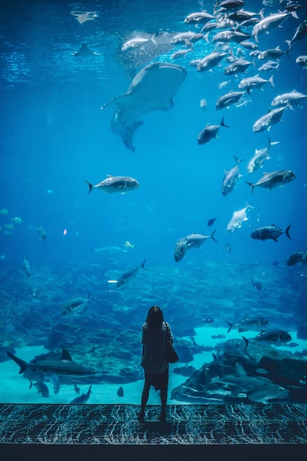 Georgia Aquarium
